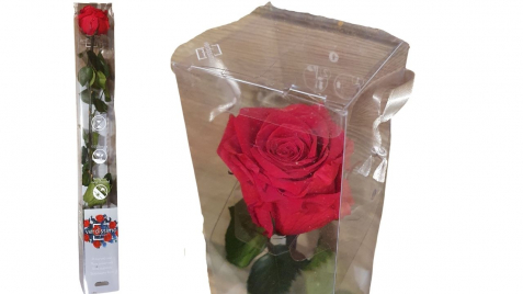 Rose-am-Stiel-stabilisiert-in-Box.jpg
