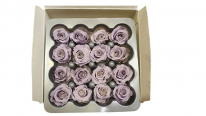 Rose-stabilsierlila-kleinkoepfig-16-er-Pack-online-kaufen.jpg