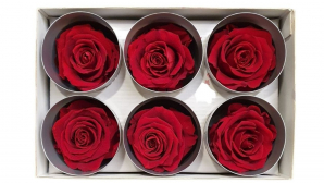 Rose-stabilsiert-bordeaux-Rosenkopf-6-er-Pack-gross-online-kaufen.jpg