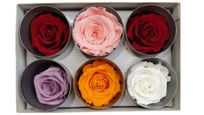 Rose-stabilsiert-gemischt-gross-Rosenkopf-6-er-Pack-online-kaufen.jpg