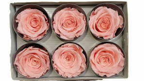 Rose-stabilsiert-rosa-online-kaufen.jpg
