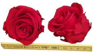 Rose-stabilsiert-rot-Rosenkopf-6-er-Pack-online-kaufen.jpg