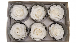 Rose-stabilsiert-weiss-Rosenkopf-6-er-Pack-online-kaufen.jpg