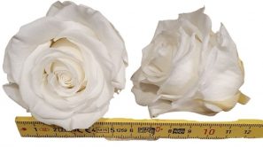 Rose-stabilsiert-weiss-Rosenkopf-gross-6-er-Pack-online-kaufen.jpg