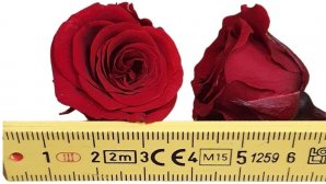 Rose-stabilsier-bordeaux-kleinkoepfig-Rosen-16-er-Pack-online-kaufen.jpg