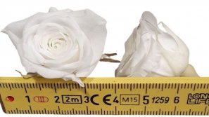 Rose-stabilsier-weiss-rosen-kleinkoepfig-Rosen-16-er-Pack-online-kaufen.jpg