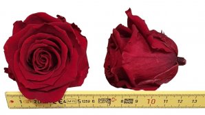 Rose-stabilsiert-bordeaux-Rosenkopf-6-er-Pack-online-kaufen-1.jpg
