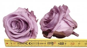 Rose-stabilsiert-lila-Rosenkopf-6-er-Pack-online-kaufen.jpg