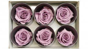 Rose-stabilsiert-lila-Rosenkopf-gross-6-er-Pack-online-kaufen.jpg