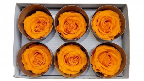 Rose-stabilsiert-orange-6-er-Pack-gross-online-kaufen.jpg