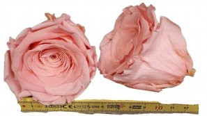 Rose-stabilsiert-rosa-gross-online-kaufen.jpg