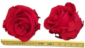 Rose-stabilsiert-rot-Rosenkopf-6-er-Pack-online-kaufen.jpg