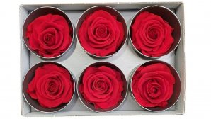 Rose-stabilsiert-rot-gross-Rosenkopf-6-er-Pack-online-kaufen.jpg
