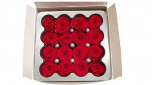 Rose-stabilsiert-rot-kleinkoepfig-longlife-Rosen-16-er-Pack-online-kaufen.jpg
