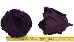 Rose-stabilsiert-violett.jpg